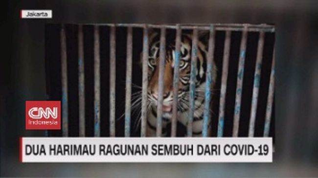 Video Dua Harimau Ragunan Sembuh Dari Covid 19