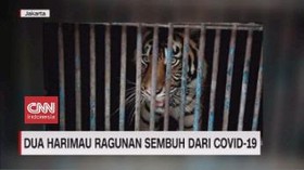 VIDEO: Dua Harimau Ragunan Sembuh dari Covid-19