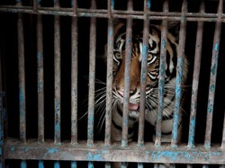 Seperti Harimau Ragunan, Ini Deretan Kisah Hewan di Dunia Positif Corona