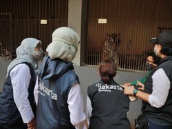 Penjelasan Ilmiah Hewan Bisa Terpapar Corona Seperti Harimau di Ragunan