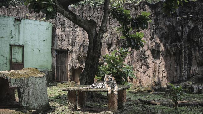 Gubernur Jakarta PramonoAnung memastikan bahwa narasi tentang pakan harimau Taman Margasatwa Ragunan dibawa pulang petugas tersebut adalah kabar bohong.