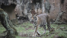 Harimau Sumatra Mati di Kebun Binatang Medan Zoo