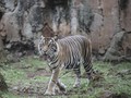 Harimau Ragunan Positif Covid-19, Minim Data Tularkan Manusia