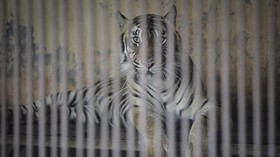 IPB soal Harimau Ragunan Positif Corona: Tak Menular ke Orang