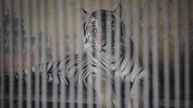 IPB soal Harimau Ragunan Positif Corona: Tak Menular ke Orang IPB menanggapi dua harimau sumatera (Panthera tigris sumatrae) di Taman Margasatwa Ragunan Jakarta, yang positif COVID-19.