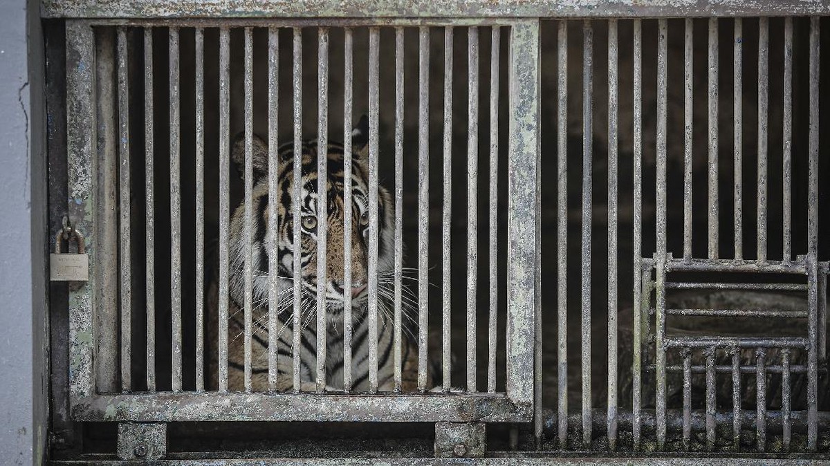 FOTO: Harimau Ragunan 'Tino dan Hari' Terpapar Covid-19