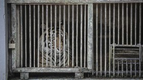 Masuk Permukiman, Harimau Makan Sapi Warga di Jambi