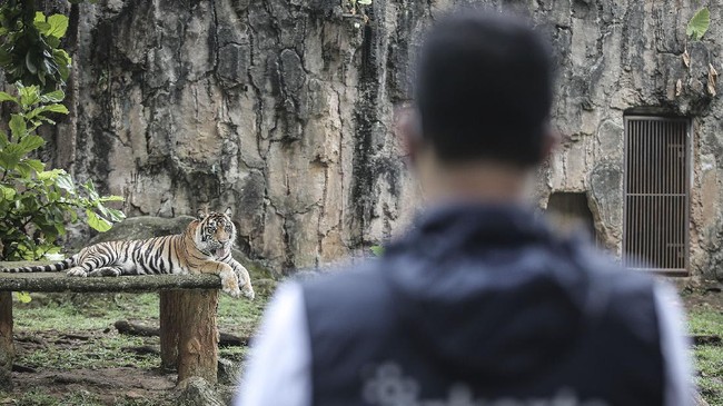 Mengambil sampel tes PCR pada harimau, memerlukan teknik. Harimau menjalani tes dalam kondisi sadar, namun terlebih dulu dipancing dengan makanan kesukaan.