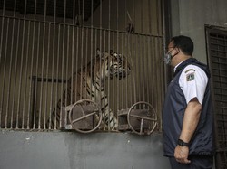 5 Fakta Dua Harimau Sumatera Positif Corona Isoman di Ragunan