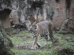 Studi Terbaru Ungkap Predator Paling Mematikan