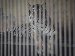2 Harimau Sumatera di Ragunan Tertular Corona dari Mana?
