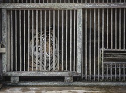 2 Harimau Terpapar Corona di Ragunan Bakal Jalani Swab PCR Lagi