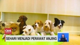 VIDEO: Sehari Menjadi Perawat Satwa Anjing