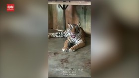VIDEO: Kondisi Dua Harimau Positif Covid-19 di Ragunan
