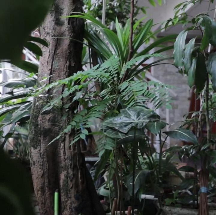 <p>Tak hanya itu, di bagian dalam, Desy mengatakan dahulu terdapat kandang burung besar dan air mancur. Namun, kini halaman rumah hanya berisikan tanaman hias dan pepohonan. (Foto: YouTube Desy Ratnasari)</p>