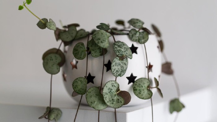 Ceropegia woodii also called String of Hearts or Chain of Hearts, modern house plant in a flowerpot against white wall, vertical