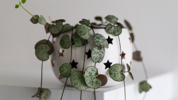 Ceropegia woodii also called String of Hearts or Chain of Hearts, modern house plant in a flowerpot against white wall, vertical
