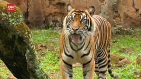 VIDEO: Kesehatan Satwa di Taman Satwa Ragunan Diperiksa