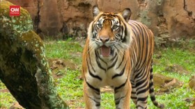 VIDEO: Harimau Terpapar Covid, Ini Penjelasan Kepala Eijkman