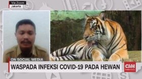 VIDEO: Waspada Infeksi Covid-19 Pada Hewan
