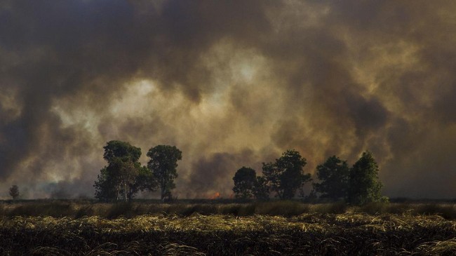Polri akan memberikan sanksi berat hingga mencopot kapolda apabila satuan kewilayahannya tak mengantisipasi kebakaran hutan dan lahan (karhutla) jelang kemarau.