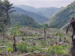 Pembalakan Liar 7 Ha Hutan Lindung, Anggota DPRD Soppeng Jadi Tersangka
