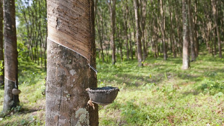 Latex sap (rubber) being collected in a plantation forest in Thailand.