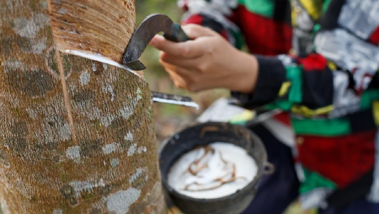 Pohon getah karet Latex sap (rubber) being collected in a plantation forest in Thailand.