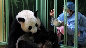 FOTO: Gembira Sambut Kelahiran Bayi Kembar Panda