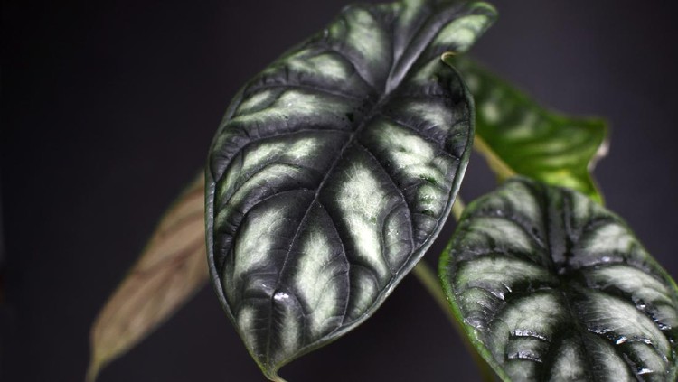 exotic plant