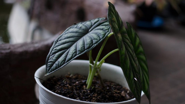 Alocasia Dragon Scale plants in white pot in the garden