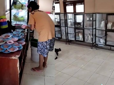 img-title Harimau Ragunan Positif Covid-19, Kucing-kucing Ini Malah Gelar Pesta