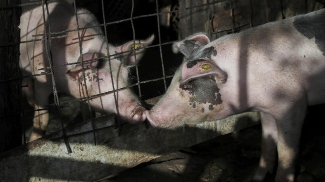 Babi-babi ternak di Jerman dilaporkan mati setelah krisis energi di tengah musim dingin menghantam negara itu.