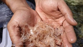 Alasan Ilmiah KKP Larang Lalu Lintas BBL di Bawah 5 gram