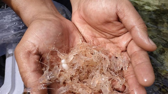 BRSDM KKP menyebut keputusan larangan lalu lintas benih bening lobster di bawah 5 gram untuk menjamin budidaya BBL lebih optimal.