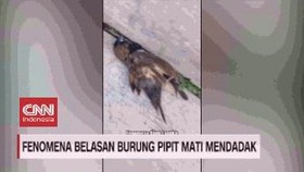 VIDEO: Fenomena Belasan Burung Pipit Mati Mendadak