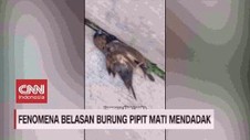 VIDEO: Fenomena Belasan Burung Pipit Mati Mendadak