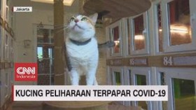 VIDEO: Kucing Peliharaan Terpapar Covid-19