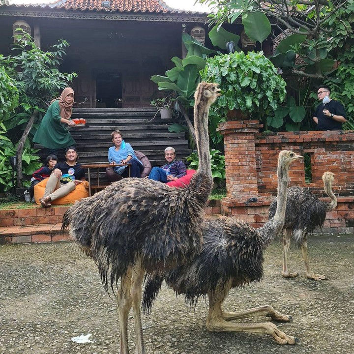 <p>Rumah unik Irfan Hakim itu memiliki halaman yang cukup luas. Selain untuk area bermain anak-anaknya, Irfan juga sering membawa hewan peliharaannya di halaman rumah. (Foto: Instagram @irfanhakim75)</p>