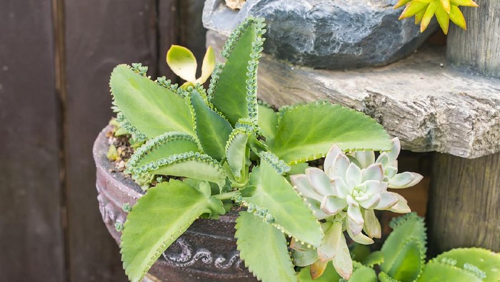 Miniature succulent plants in garden