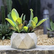 Tak Hanya Cantik, Ini Pilihan 5 Tanaman Hias Pembawa Rezeki Menurut Feng Shui