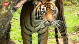 VIDEO: Hasil Swab Perawat Harimau Ragunan