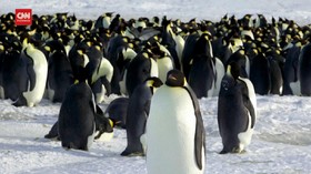 VIDEO: Penguin Kaisar Diusulkan Masuk Hewan Terancam Punah