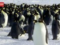 VIDEO: Penguin Kaisar Diusulkan Masuk Hewan Terancam Punah