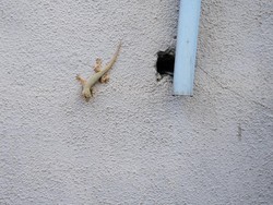 Mudah! Ini Dia Tips Basmi Cicak di Rumah Biar Bersih dari Kotoran