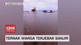 VIDEO: Ternak Warga Terjebak Banjir