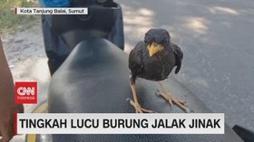 VIDEO: Tingkah Lucu Burung Jalak Jinak