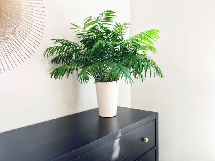 TANAMAN HIAS PARLOR PALM HINGGA TANAMAN HIAS FATSIA Bunda, tanaman hias daun juga dapat mempercantik rumah, lho. Jika tertarik untuk menggunakannya, Bunda bisa pertimbangkan tujuh tanaman hias daun berikut ini.