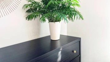 TANAMAN HIAS PARLOR PALM HINGGA TANAMAN HIAS FATSIA