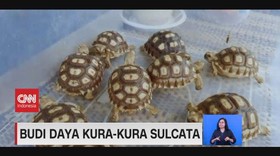 VIDEO: Budi Daya Kura-Kura Sulcata